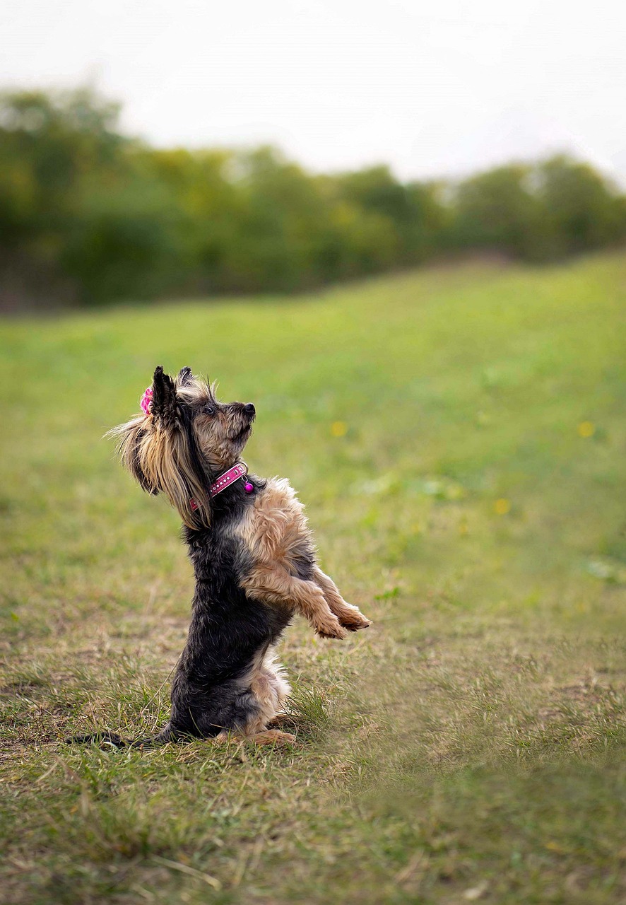 Езикът на тялото на Йоркширския териер: какво ни казва
